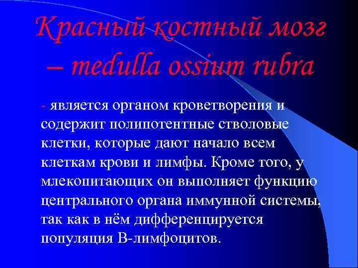 Красный костный мозг – medulla ossium rubra - является органом кроветворения и содержит полипотентные