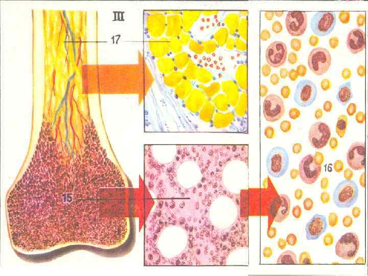 Отростки костного мозга. Желтый костный мозг гистология. Желтый костный мозг гистология препарат. Красный костный мозг иммунная система. Красный и желтый костный мозг гистология.