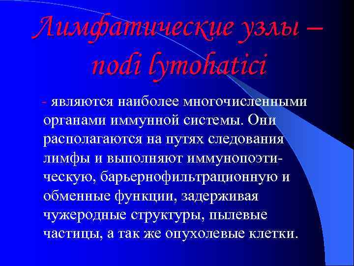 Лимфатические узлы – nodi lymohatici - являются наиболее многочисленными органами иммунной системы. Они располагаются