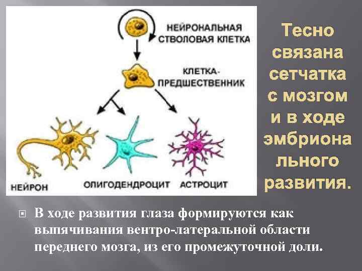 Тесно связана сетчатка с мозгом и в ходе эмбриона льного развития. В ходе развития