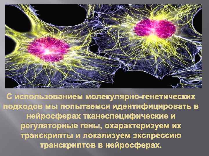 С использованием молекулярно-генетических подходов мы попытаемся идентифицировать в нейросферах тканеспецифические и регуляторные гены, охарактеризуем