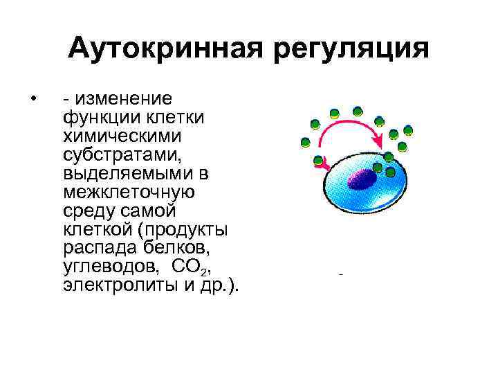 Аутокринная регуляция • - изменение функции клетки химическими субстратами, выделяемыми в межклеточную среду самой