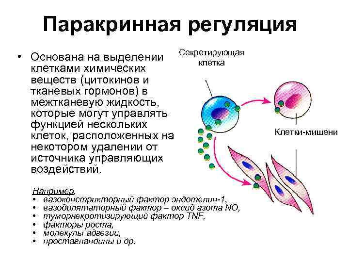 Паракринная регуляция • Основана на выделении клетками химических веществ (цитокинов и тканевых гормонов) в