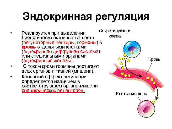 Эндокринная регуляция • • • Секретирующая Реализуется при выделении клетка биологически активных веществ (регуляторные