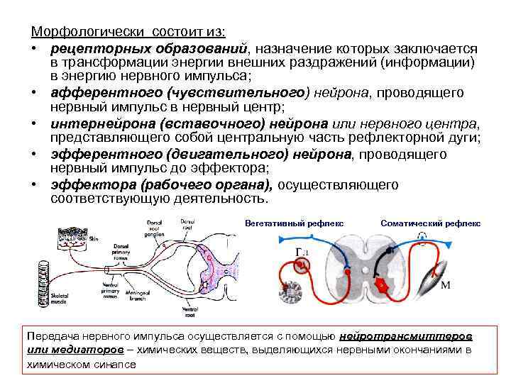 Морфологически состоит из: • рецепторных образований, назначение которых заключается в трансформации энергии внешних раздражений