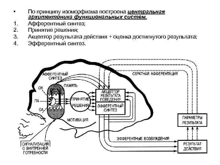  • 1. 2. 3. 4. По принципу изоморфизма построена центральная архитектоника функциональных систем.