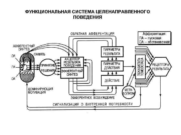 ФУНКЦИОНАЛЬНАЯ СИСТЕМА ЦЕЛЕНАПРАВЛЕННОГО ПОВЕДЕНИЯ 