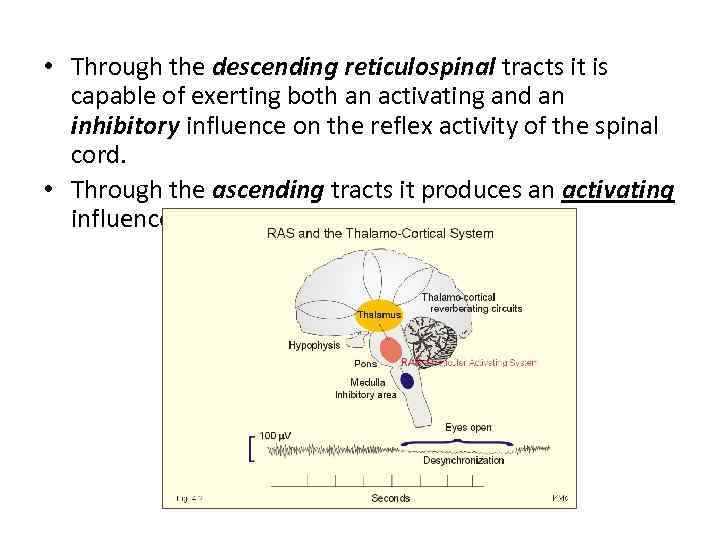  • Through the descending reticulospinal tracts it is capable of exerting both an