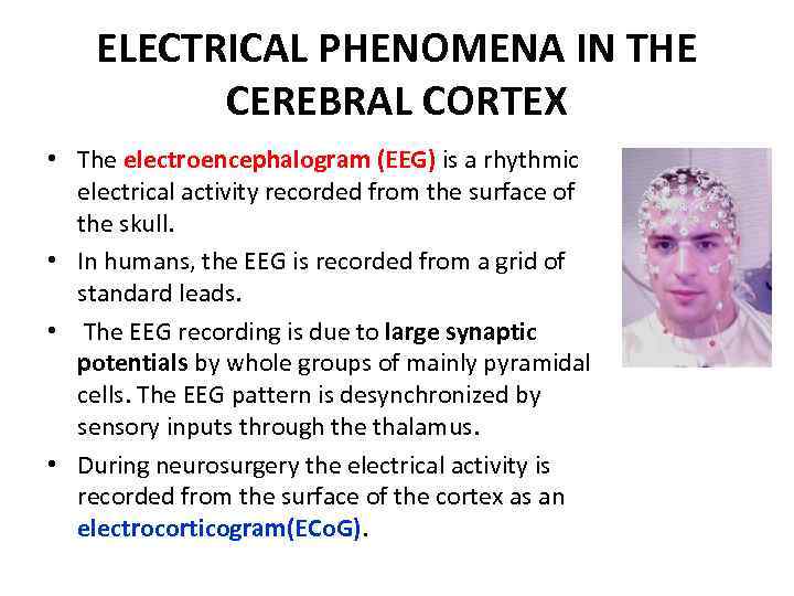 ELECTRICAL PHENOMENA IN THE CEREBRAL CORTEX • The electroencephalogram (EEG) is a rhythmic electrical