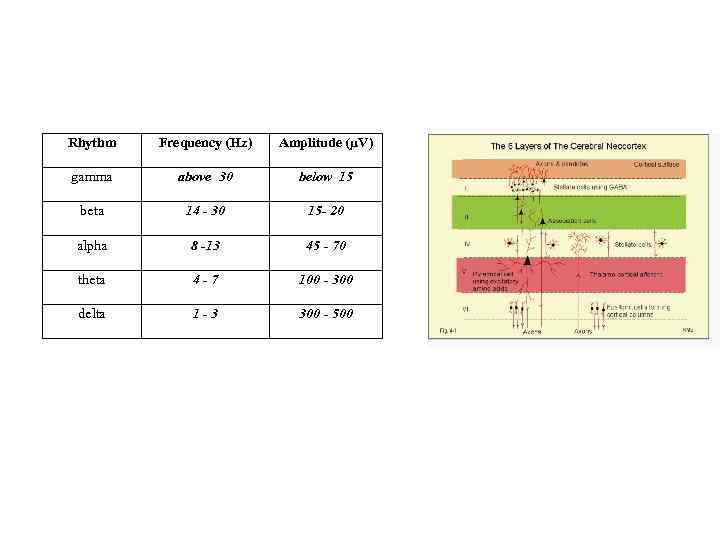 Rhythm Frequency (Hz) Amplitude (µV) gamma above 30 below 15 beta 14 - 30