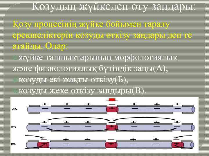 Қозудың жүйкеден өту заңдары: Қозу процесінің жүйке бойымен таралу ерекшеліктерін қозуды өткізу заңдары деп