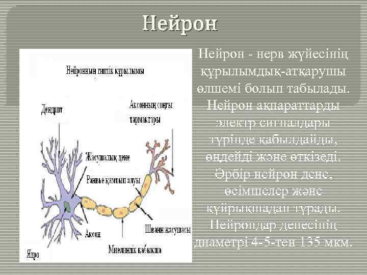 Нейрон - нерв жүйесінің құрылымдық-атқарушы өлшемі болып табылады. Нейрон ақпараттарды электр сигналдары түрінде қабылдайды,