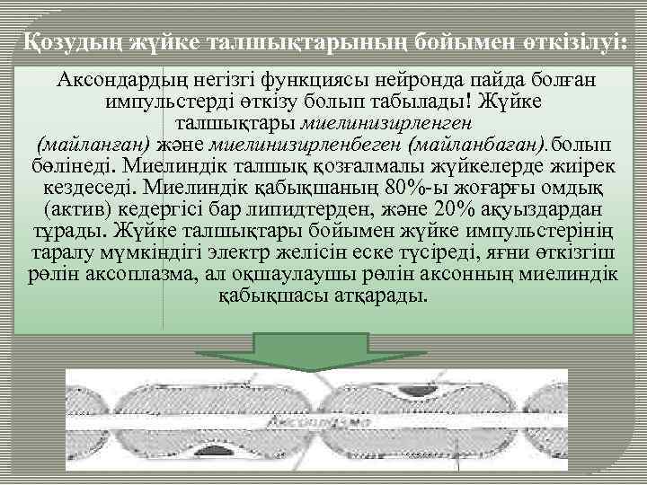 Қозудың жүйке талшықтарының бойымен өткізілуі: Аксондардың негізгі функциясы нейронда пайда болған импульстерді өткізу болып