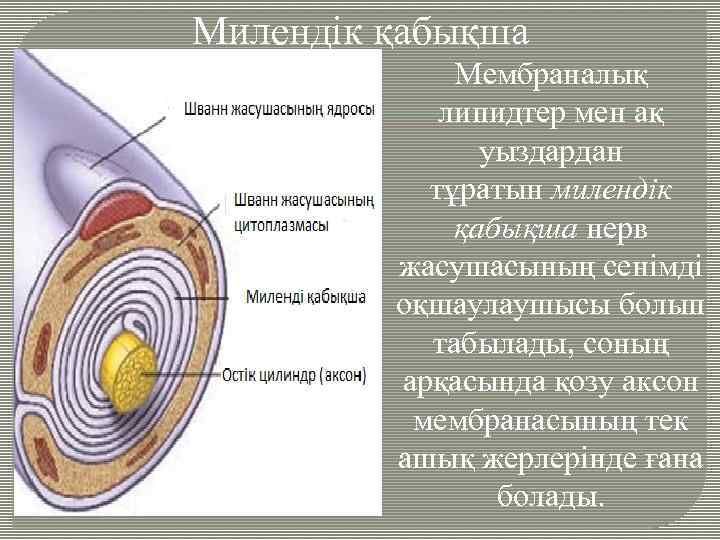 Милендік қабықша Мембраналық липидтер мен ақ уыздардан тұратын милендік қабықша нерв жасушасының сенімді оқшаулаушысы