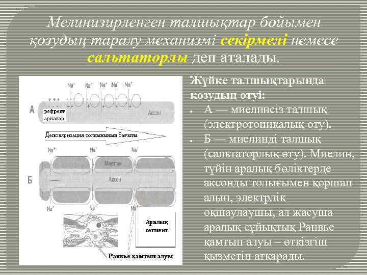 Мелинизирленген талшықтар бойымен қозудың таралу механизмі секірмелі немесе сальтаторлы деп аталады. . Жүйке талшықтарында