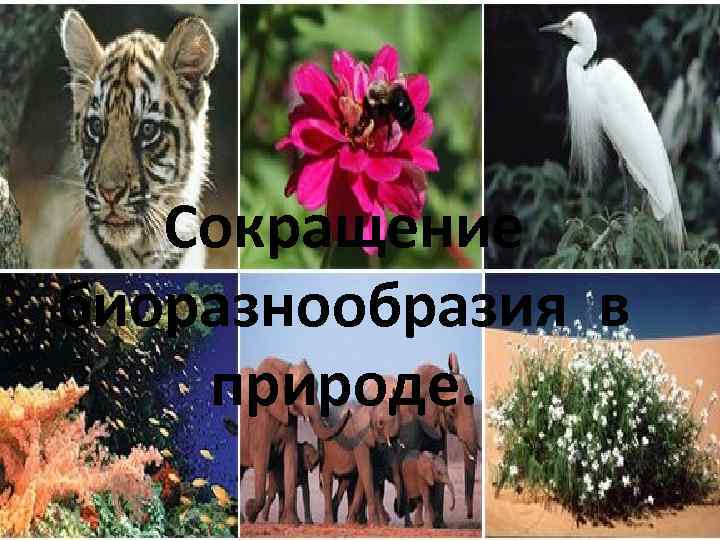 Сокращение биоразнообразия в природе. 