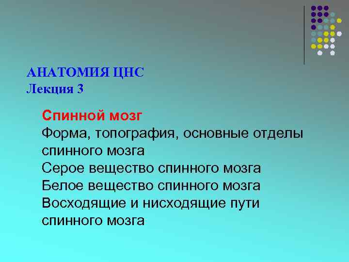 АНАТОМИЯ ЦНС Лекция 3 Спинной мозг Форма, топография, основные отделы спинного мозга Серое вещество