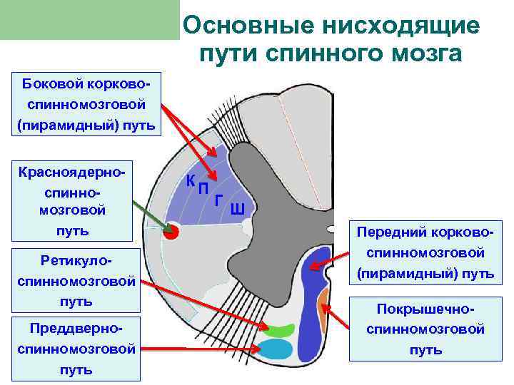 Основные нисходящие пути спинного мозга Боковой корковоспинномозговой (пирамидный) путь Красноядерноспинномозговой путь Ретикулоспинномозговой путь Преддверноспинномозговой