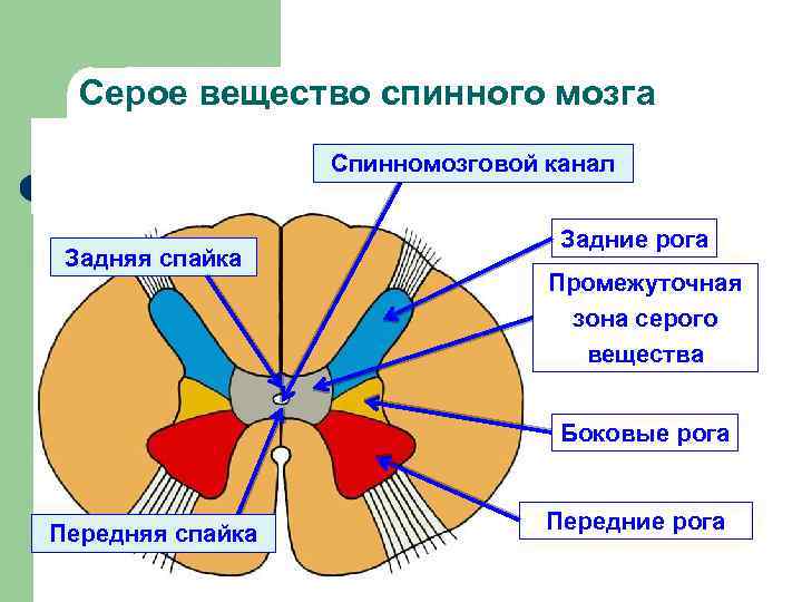 Спинномозговой канал на рисунке