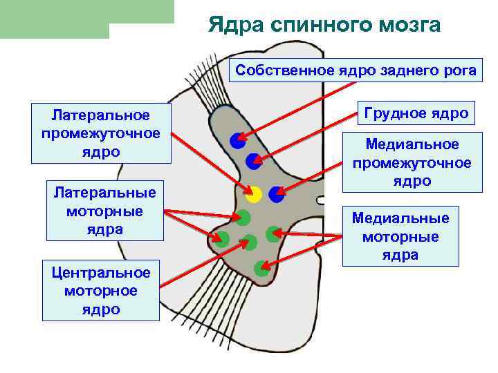 Ядра спинного мозга Собственное ядро заднего рога Латеральное промежуточное ядро Латеральные моторные ядра Центральное