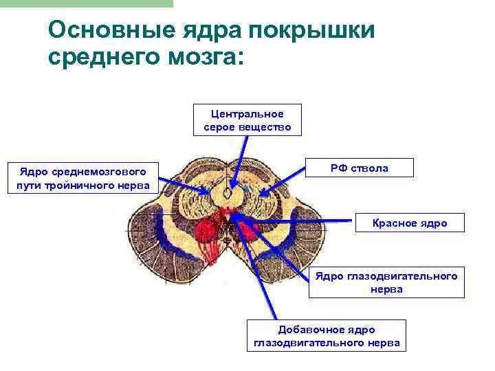 Основные ядра покрышки среднего мозга: Центральное серое вещество Ядро среднемозгового пути тройничного нерва РФ