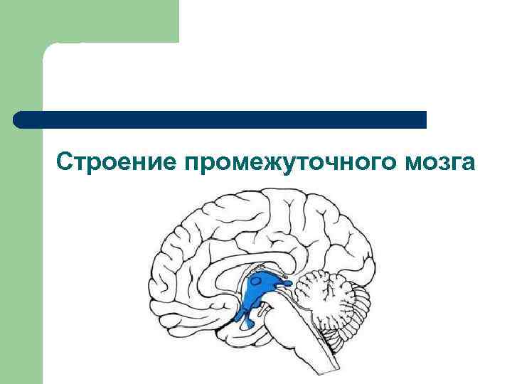 Строение промежуточного мозга 