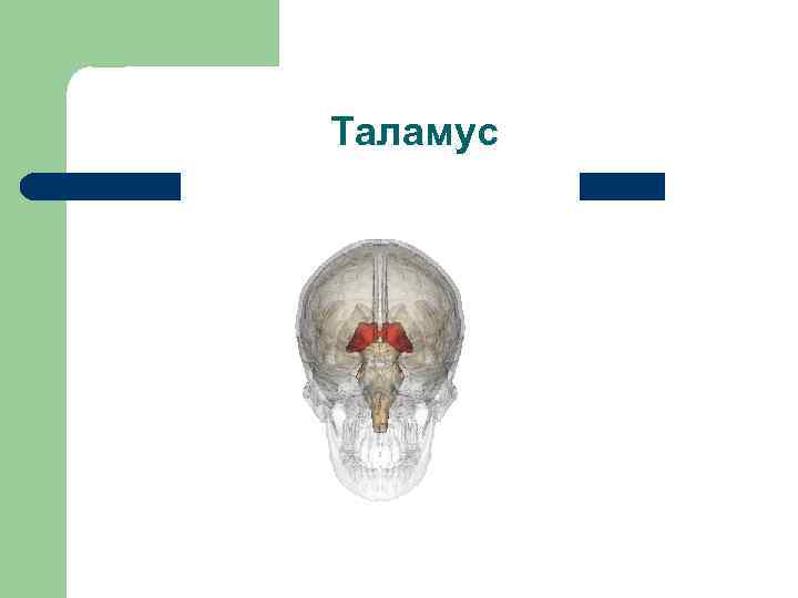 Таламус 