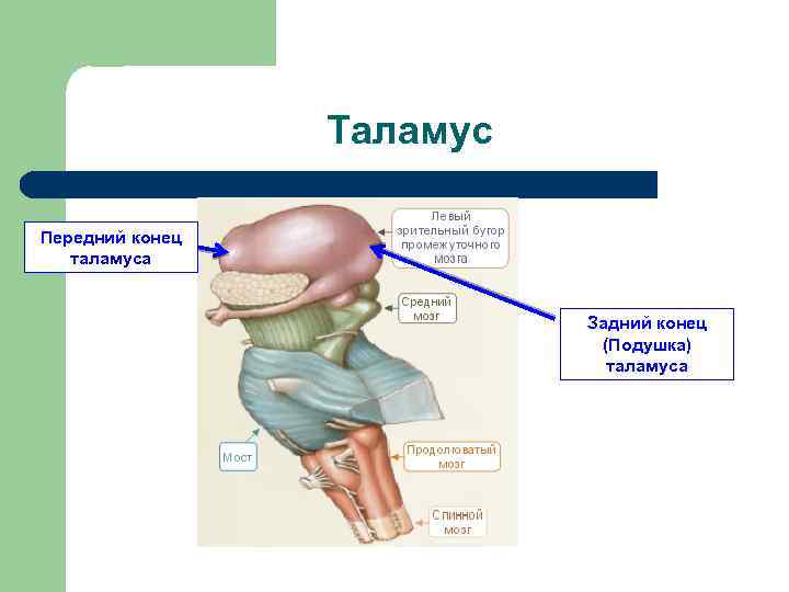 Таламус Передний конец таламуса Задний конец (Подушка) таламуса 