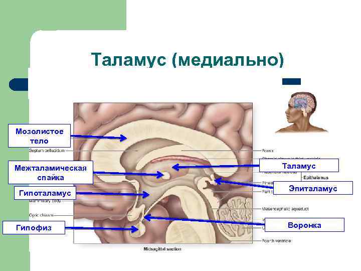 Таламус (медиально) Мозолистое тело Межталамическая спайка Гипоталамус Гипофиз Таламус Эпиталамус Воронка 