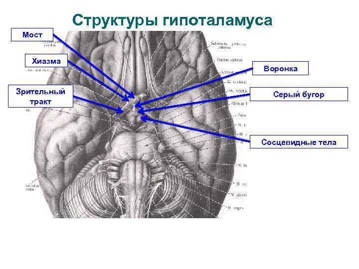 Структуры гипоталамуса Мост Хиазма Зрительный тракт Воронка Серый бугор Сосцевидные тела 