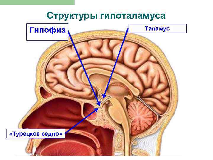 Структуры гипоталамуса Гипофиз «Турецкое седло» Таламус 