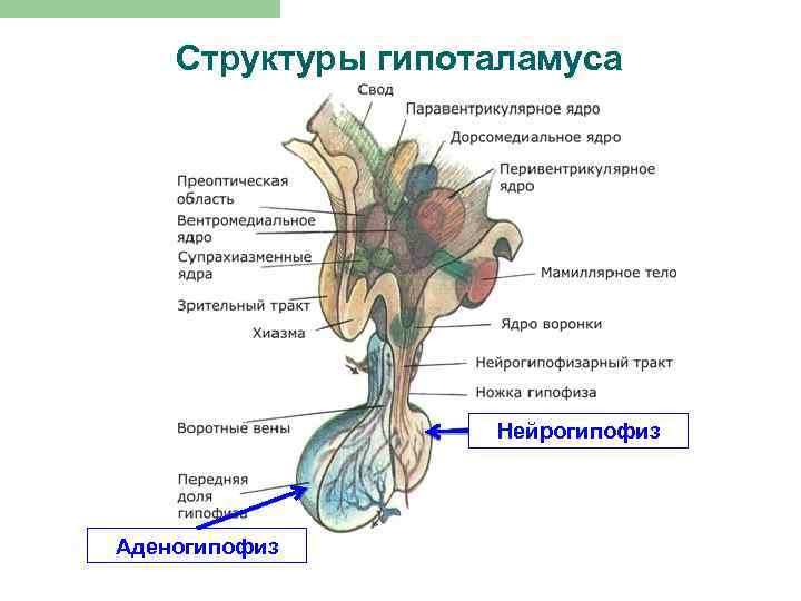 Схема строения гипоталамо гипофизарной нейросекреторной системы