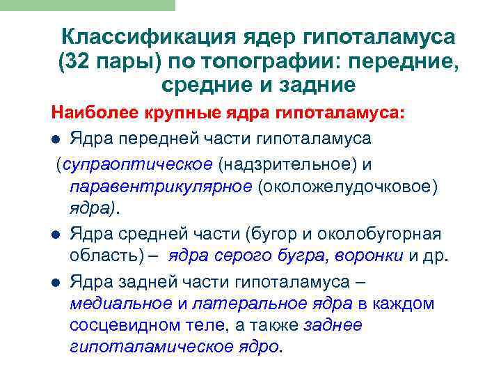 Классификация ядер гипоталамуса (32 пары) по топографии: передние, средние и задние Наиболее крупные ядра