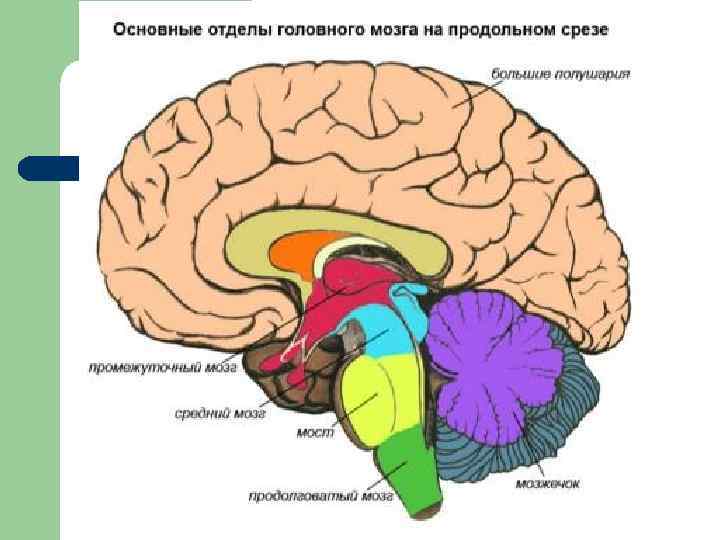 Цнс схема строения