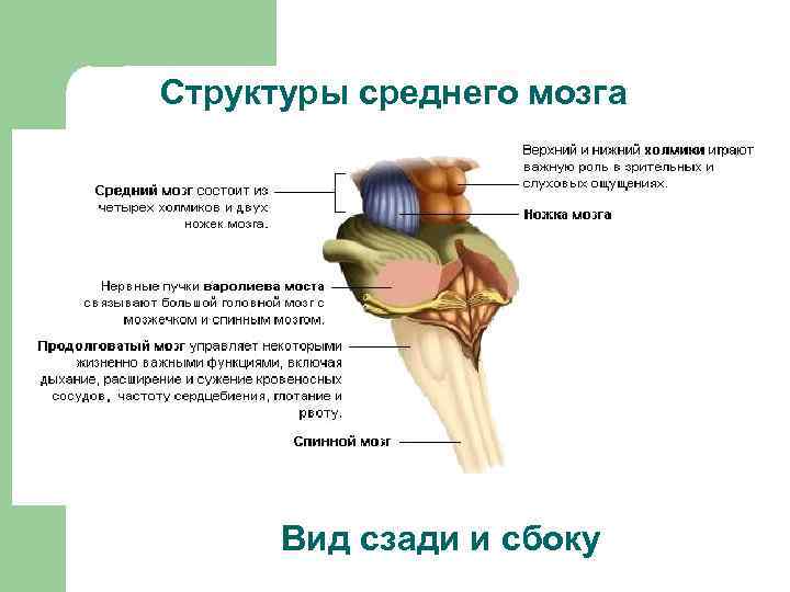 Строение среднего мозга рисунок