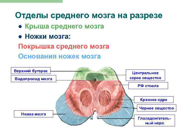 Строение среднего мозга рисунок