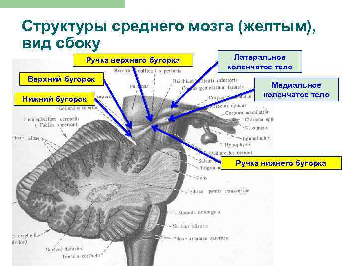 Структуры среднего мозга (желтым), вид сбоку Ручка верхнего бугорка Верхний бугорок Нижний бугорок Латеральное