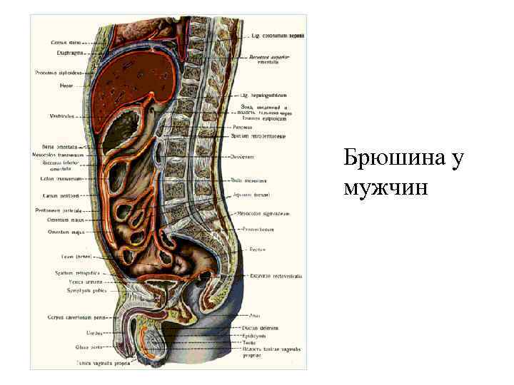 Брюшина у мужчин 