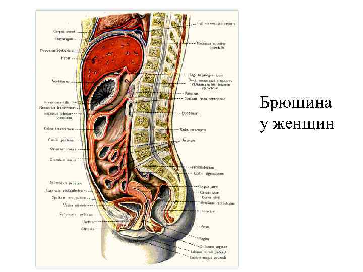 Брюшина у женщин 