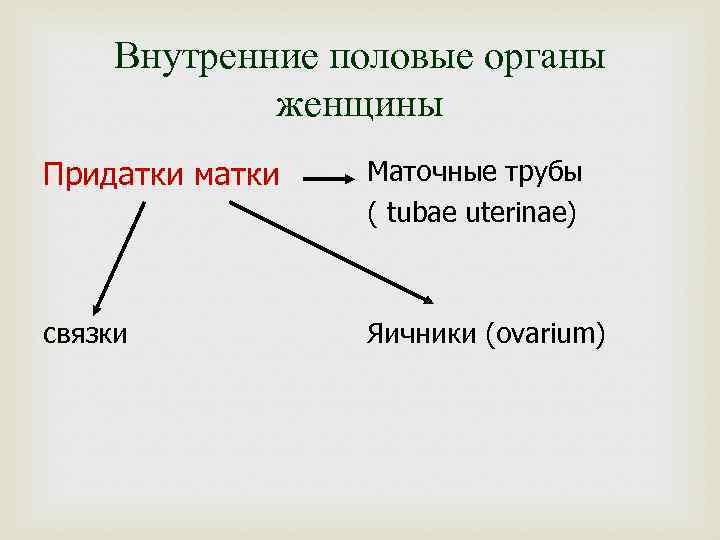 Внутренние половые органы женщины Придатки матки Маточные трубы ( tubae uterinae) связки Яичники (ovarium)