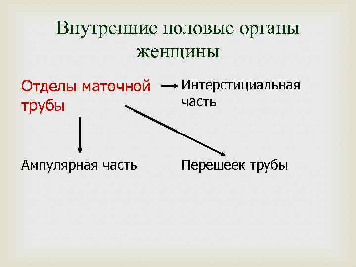 Внутренние половые органы женщины Отделы маточной трубы Интерстициальная часть Ампулярная часть Перешеек трубы 