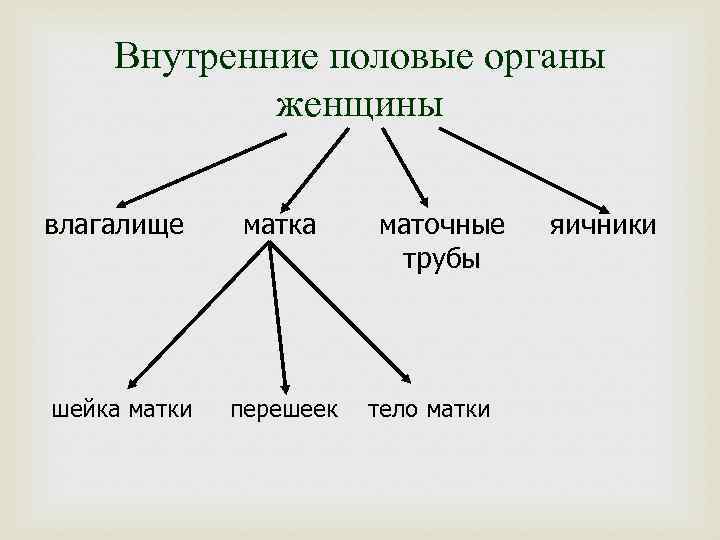 Внутренние половые органы женщины влагалище шейка матки матка перешеек маточные трубы тело матки яичники