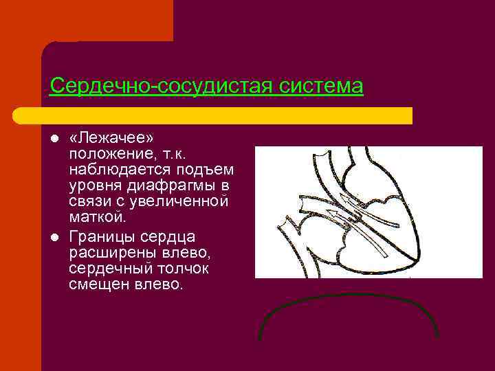 Сердечно-сосудистая система l l «Лежачее» положение, т. к. наблюдается подъем уровня диафрагмы в связи