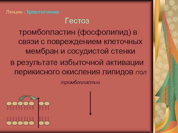 Лекция : Кровотечения Гестоз тромбопластин (фосфолипид) в связи с повреждением клеточных мембран и сосудистой