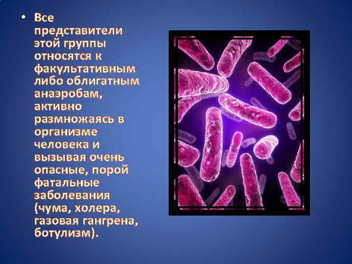  • Все представители этой группы относятся к факультативным либо облигатным анаэробам, активно размножаясь