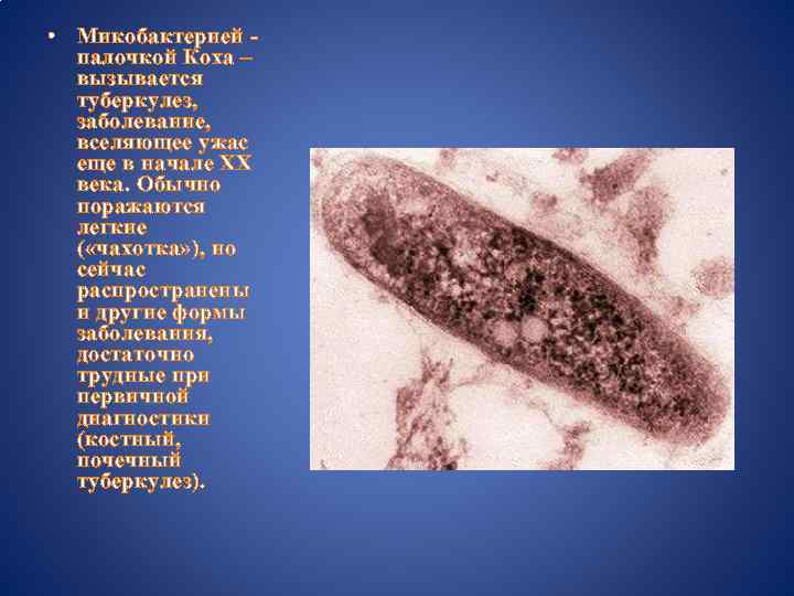  • Микобактерией палочкой Коха – вызывается туберкулез, заболевание, вселяющее ужас еще в начале