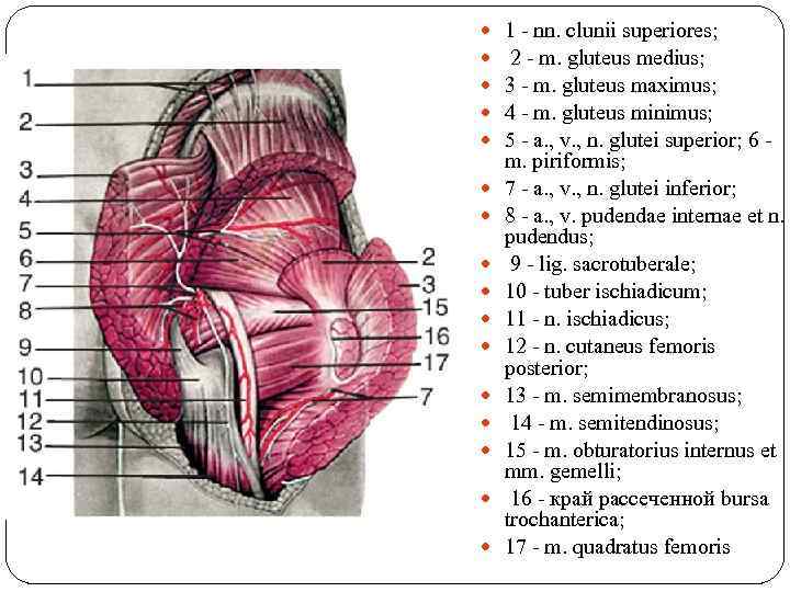  1 - nn. clunii superiores; 2 - m. gluteus medius; 3 - m.