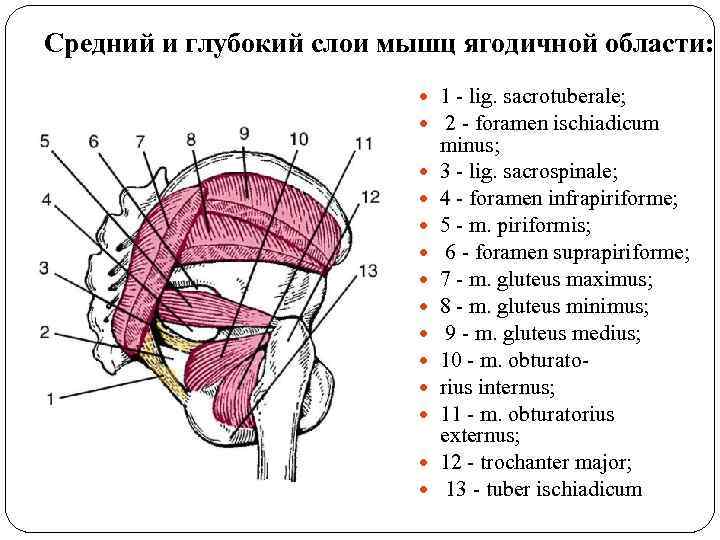 Средний и глубокий слои мышц ягодичной области: 1 - lig. sacrotuberale; 2 - foramen