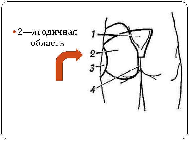  2—ягодичная область 