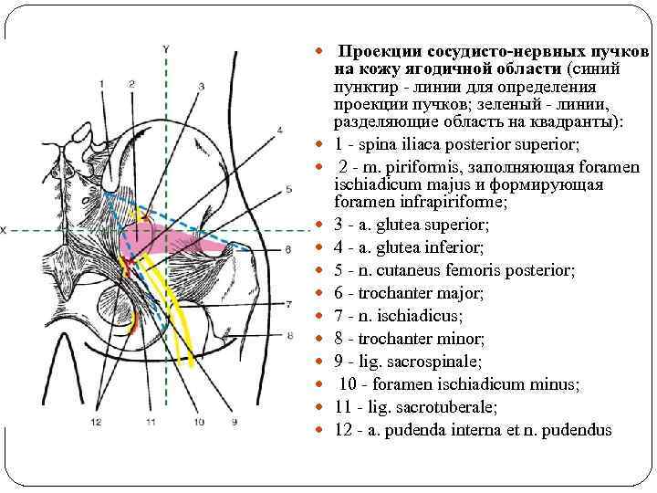  Проекции сосудисто-нервных пучков на кожу ягодичной области (синий пунктир - линии для определения